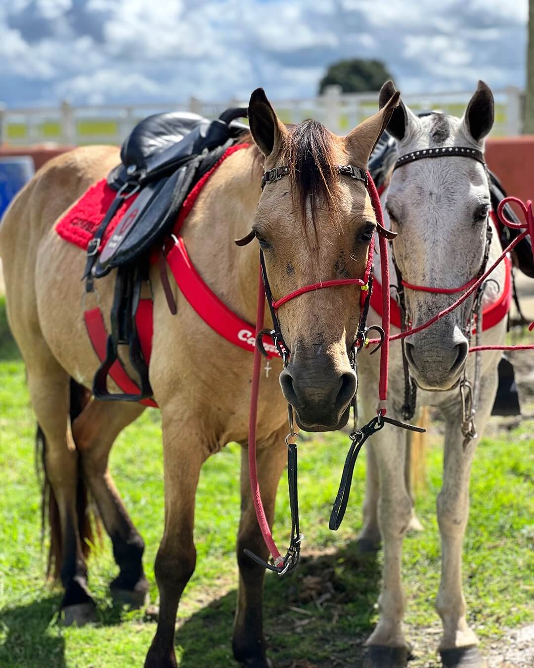 Cavalos-Hotel-Fazenda-Amoras.jpg
