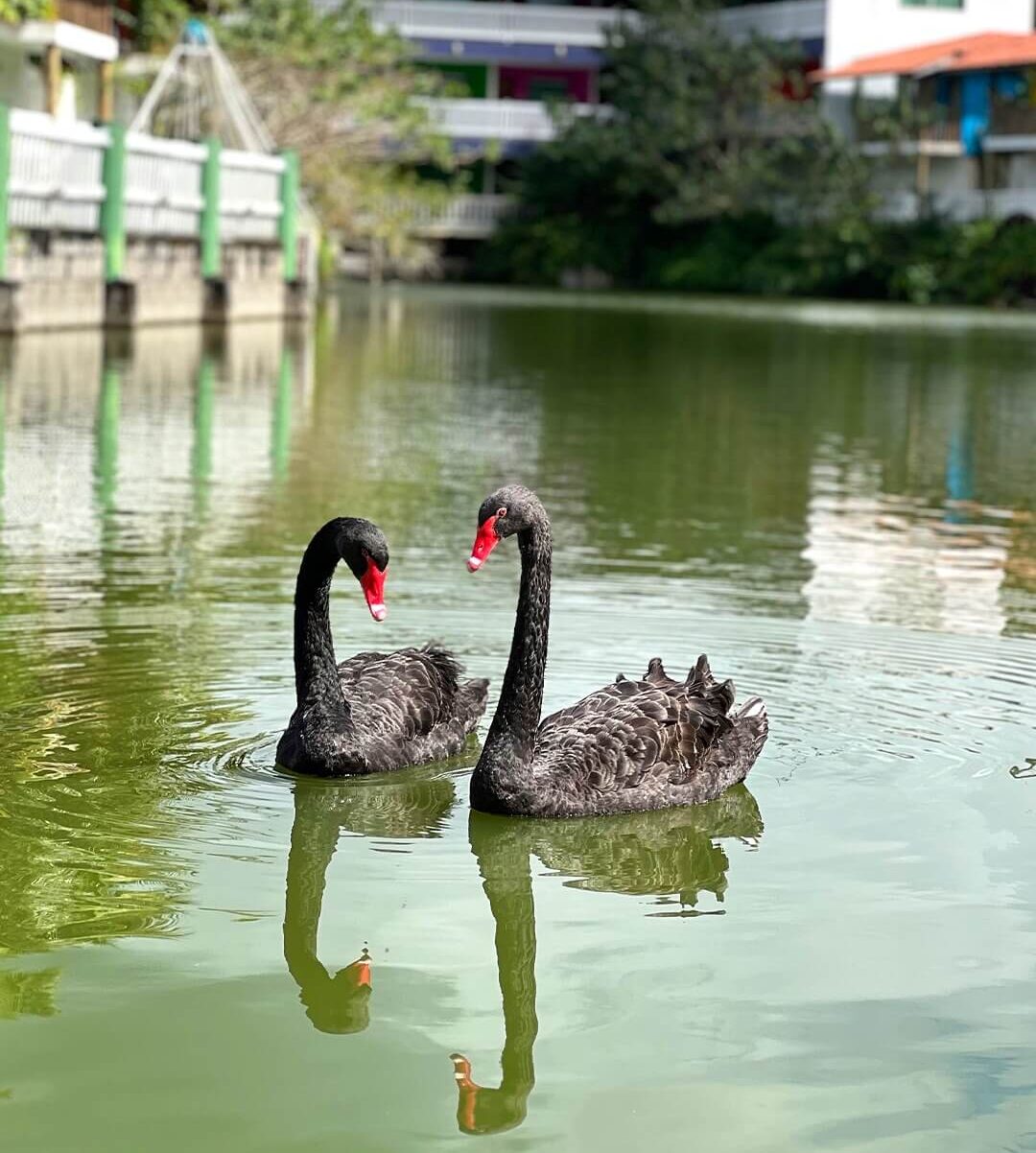 Cisnes-Hotel-Fazenda-Amoras.jpg