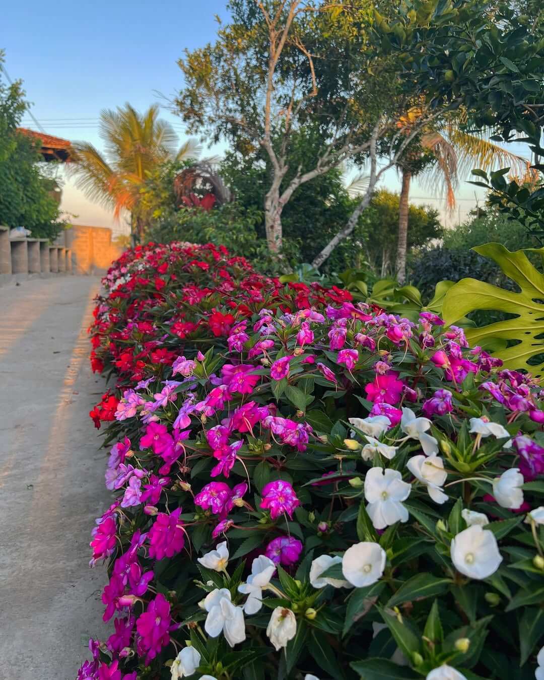 Corredor-das-flores.jpg