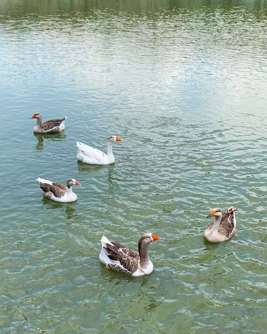 Patos.jpg